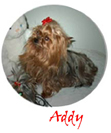 addy_plate.jpg