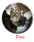 dini_plate.jpg